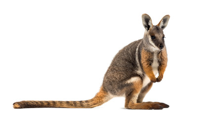 Yellow-footed rock-wallaby, Petrogale xanthopus, kangaroo - obrazy, fototapety, plakaty
