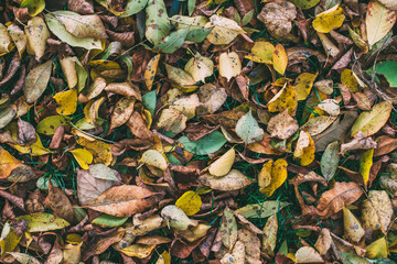 Colorful Autumn Leaves on Ground
