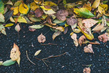 yellow autumn leaves on the road