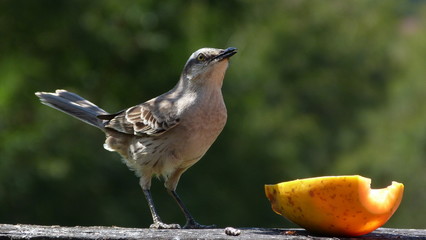 small bird