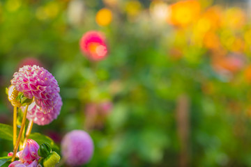Pink Dahlia in a Flower Garden With Beautiful Bright Bokeh Background