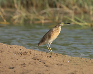 squacco heron