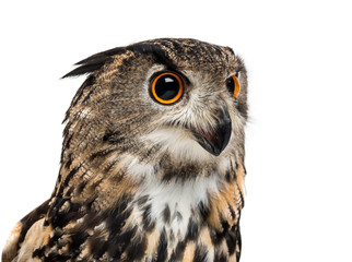 Eurasian eagle-owl, Bubo bubo, is a species of eagle-owl