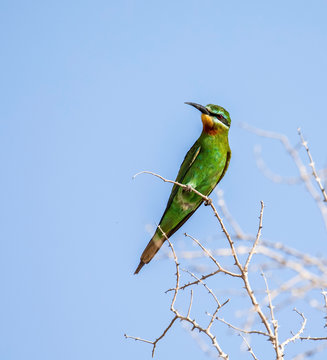 Blue Cheeked Bee Eater