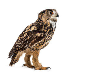 Eurasian eagle-owl, Bubo bubo, is a species of eagle-owl