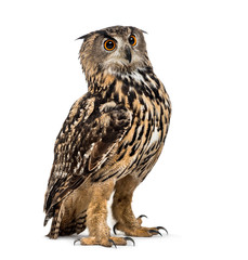 Eurasian eagle-owl, Bubo bubo, is a species of eagle-owl