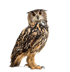 Eurasian eagle-owl, Bubo bubo, is a species of eagle-owl - obrazy, fototapety, plakaty