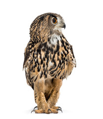 Eurasian eagle-owl, Bubo bubo, is a species of eagle-owl