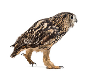 Eurasian eagle-owl, Bubo bubo, is a species of eagle-owl walking