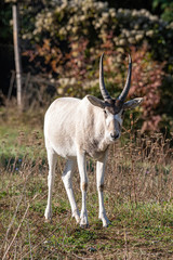 Naklejka na ściany i meble Curved horned antelope Addax (Addax nasomaculatus) It is listed a critically endangered species.