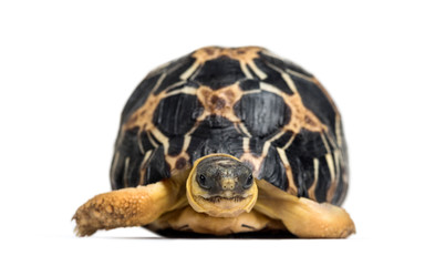 Radiated tortoise, Astrochelys radiata, isolated on white