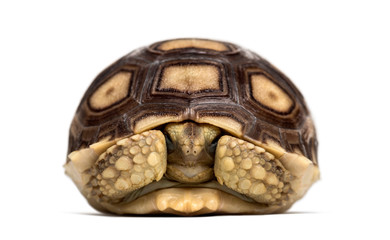 African spurred tortoise, Centrochelys sulcata, isolated on white