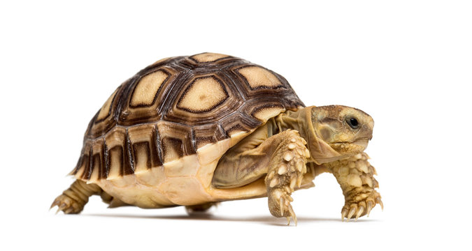 African spurred tortoise, Centrochelys sulcata, isolated on white
