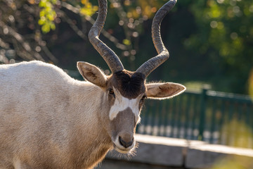Curved horned antelope Addax (Addax nasomaculatus) It is listed a critically endangered species.