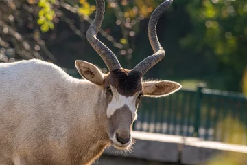 Poster Curved horned antelope Addax (Addax nasomaculatus) It is listed a critically endangered species. © popovj2