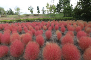 馬見丘陵公園　コキア
