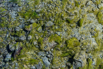 moss in Ova dal Munt mountain creek at Futschellas in Engadin