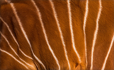 Close up of Bongo, Tragelaphus eurycerus, an antelopes hide
