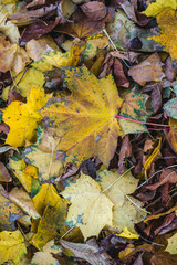 Colorful Autumn Leaves on Ground