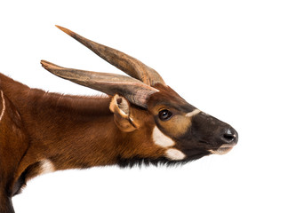 Bongo, antilope, Tragelaphus eurycerus against white background