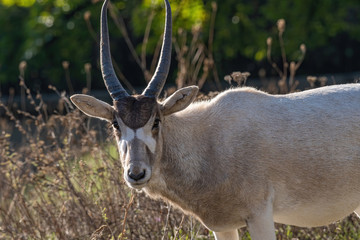 Curved horned antelope Addax (Addax nasomaculatus) It is listed a critically endangered species