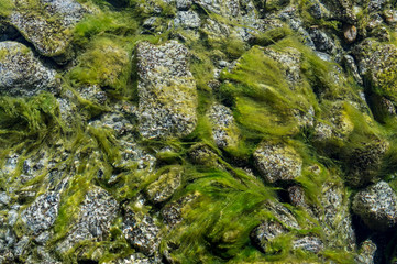 moss in Ova dal Munt mountain creek at Futschellas in Engadin