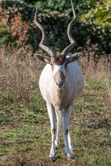 Curved horned antelope Addax (Addax nasomaculatus) It is listed a critically endangered species.