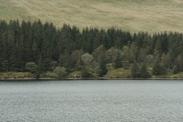 Fototapeta premium lake in the forest