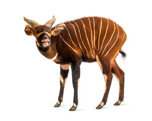 Bongo sniffing, antelope, Tragelaphus eurycerus standing