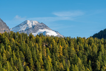 Piz Tremoggia with autumn forest with yellow larches
