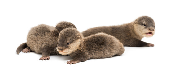 Baby Asian small-clawed otters, Amblonyx cinerea