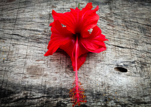 Red hibiscus flower on wood background