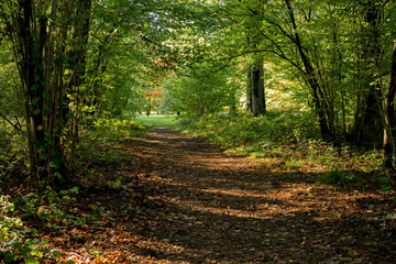 Obraz premium Shadows on a woodland path