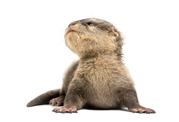 Baby Asian small-clawed otter, Amblonyx cinerea, also known as t