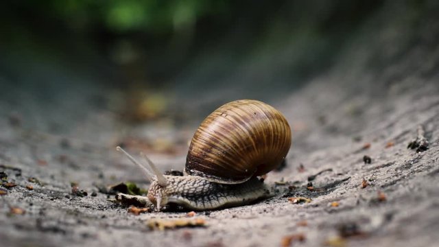 Closeup snail crawling in the stone drain