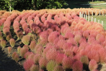 馬見丘陵公園　コキア