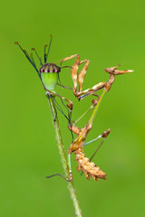 Close up of pair of Beautiful European mantis ( Mantis religiosa )