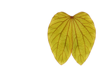 Gold leaf abstract background nature line art,yellow leaf texture image.