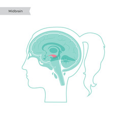 Vector illustration of midbrain