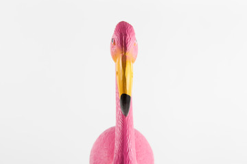 pink flamingo on a pink background