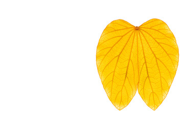 Gold leaf abstract background nature line art,yellow leaf texture image.