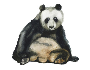 Panda bear watercolour hand draw illustration isolated on white background