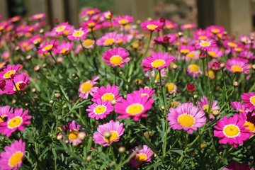 Fototapeta premium Pink daisy flowers in the garden