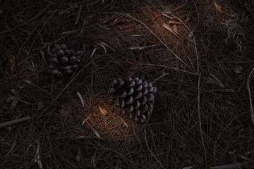 Piñas de pino caidas con reflejos solares anaranjados