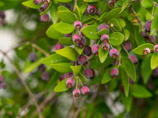 Detail of a myrtle bush with berries in autumn