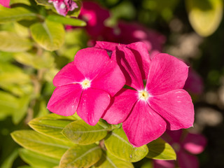 Close up pink (Oleander Nerium)   flower in nature garden