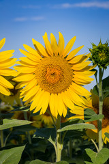 Single sunflower in field in Tuscany, Italy