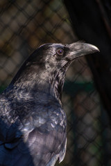 Fototapeta premium Black bird. Common raven, Corvus corax. Wild life animal