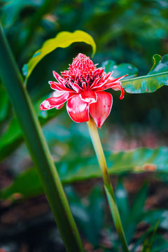Red torch ginger local flower in tropical rainforest