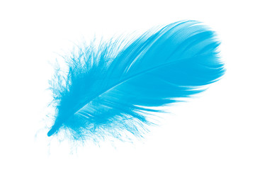 Beautiful blue peacock feather isolated on white background